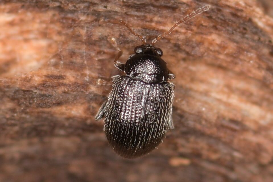 Epitrix similaris
