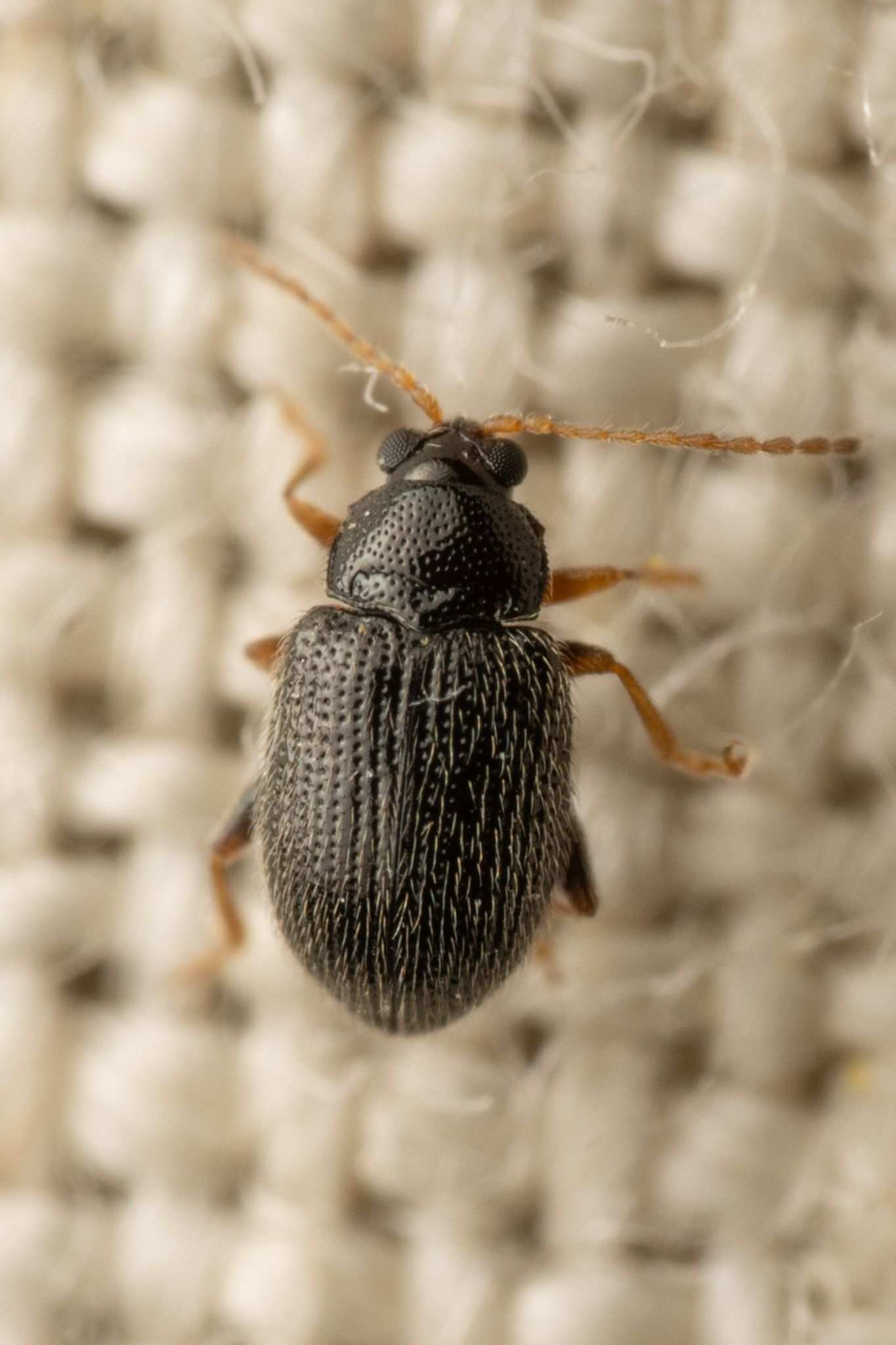 Epitrix similaris