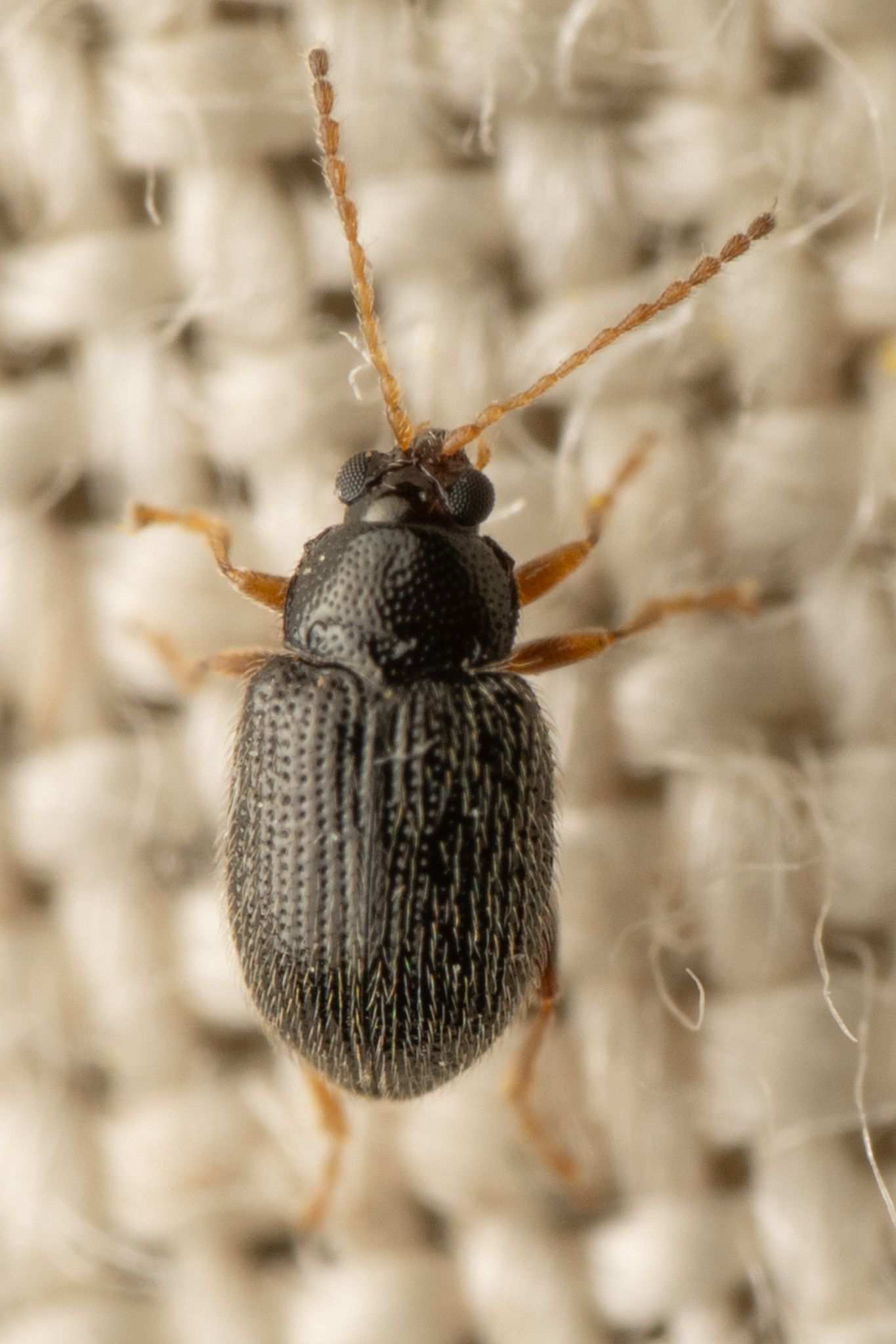 Epitrix similaris