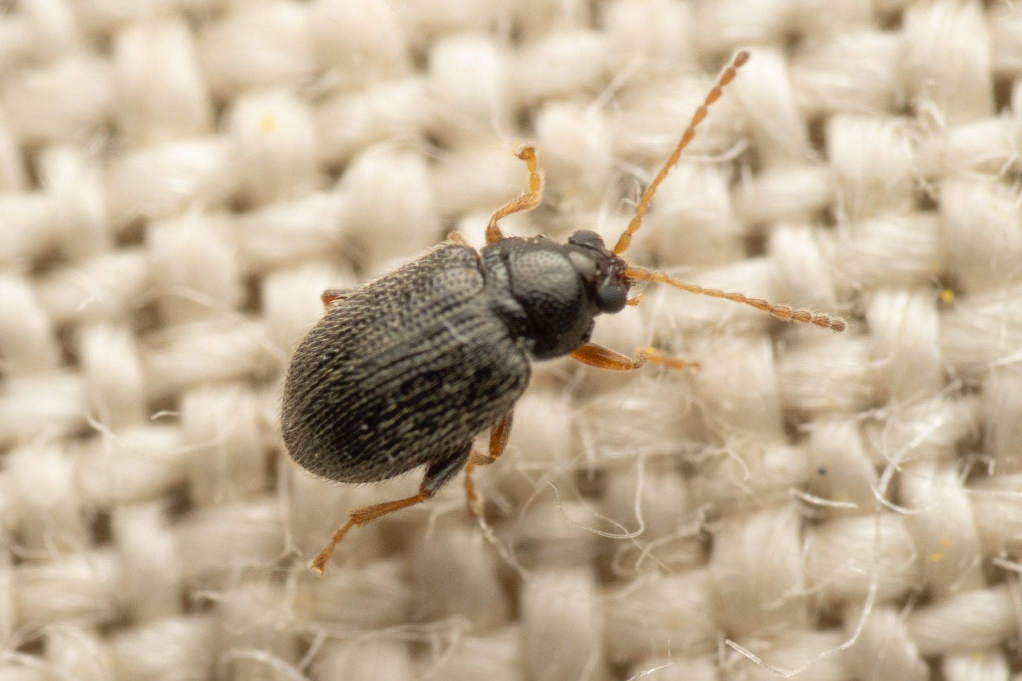 Epitrix similaris