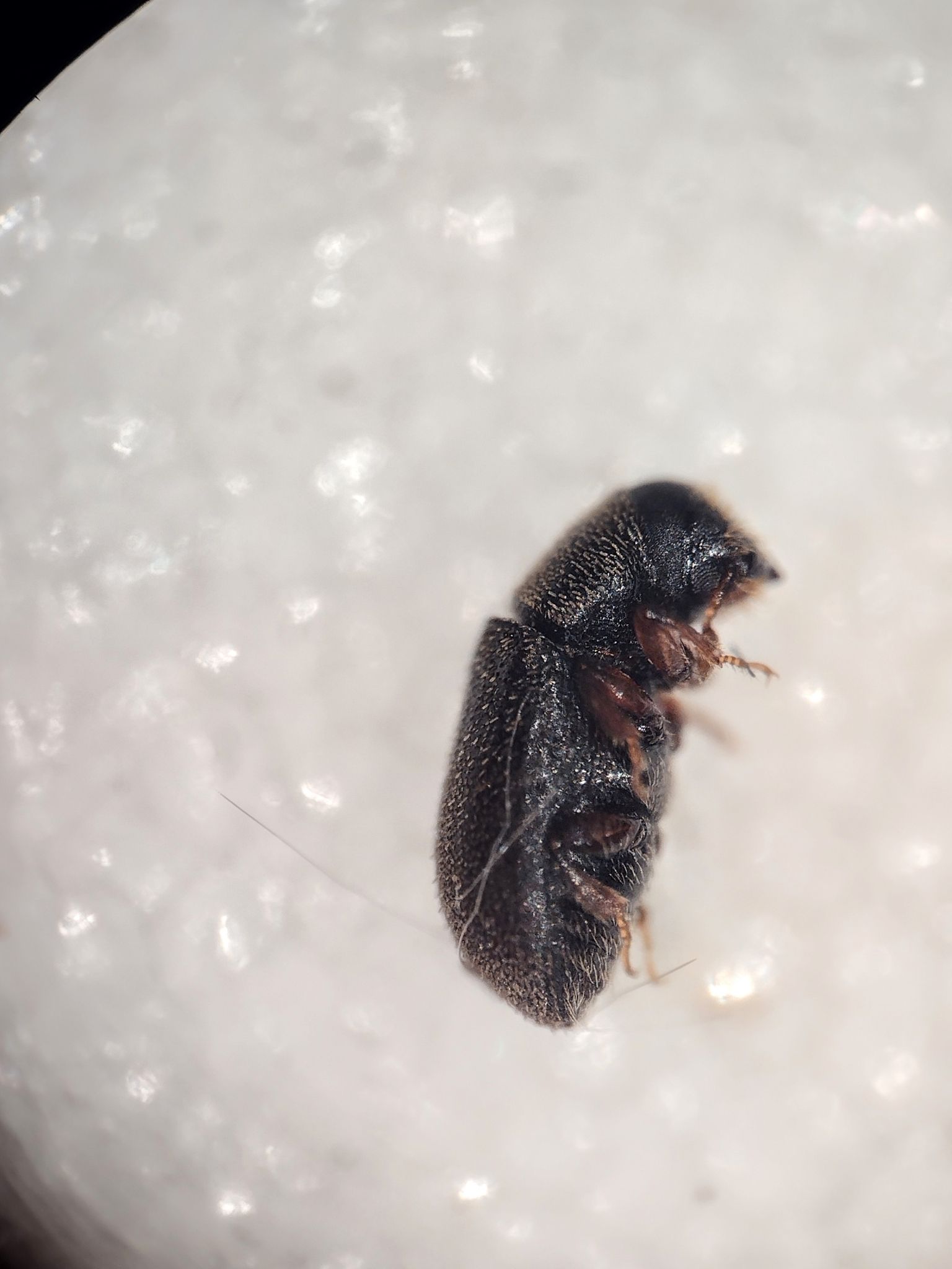 Polygraphus rufipennis
