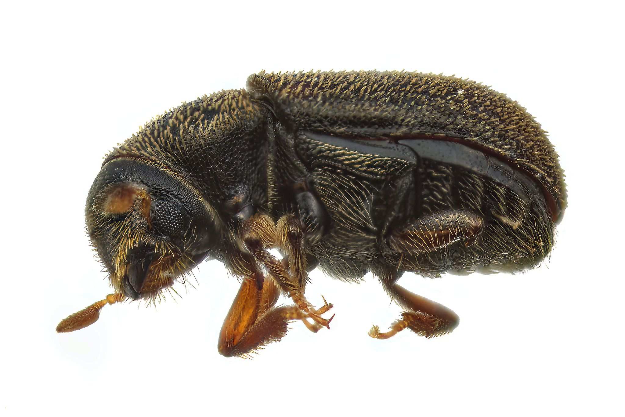 Polygraphus rufipennis