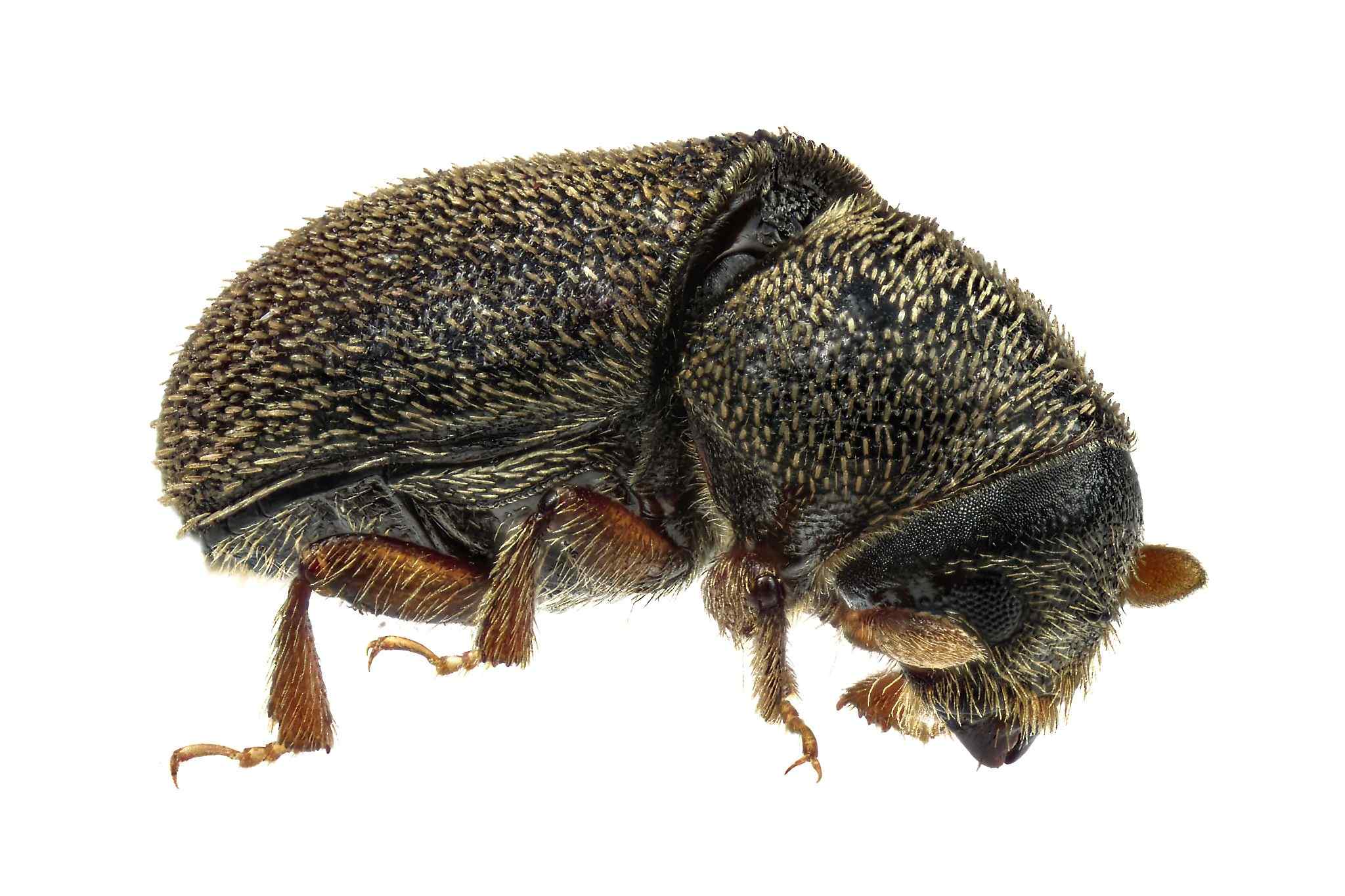 Polygraphus rufipennis
