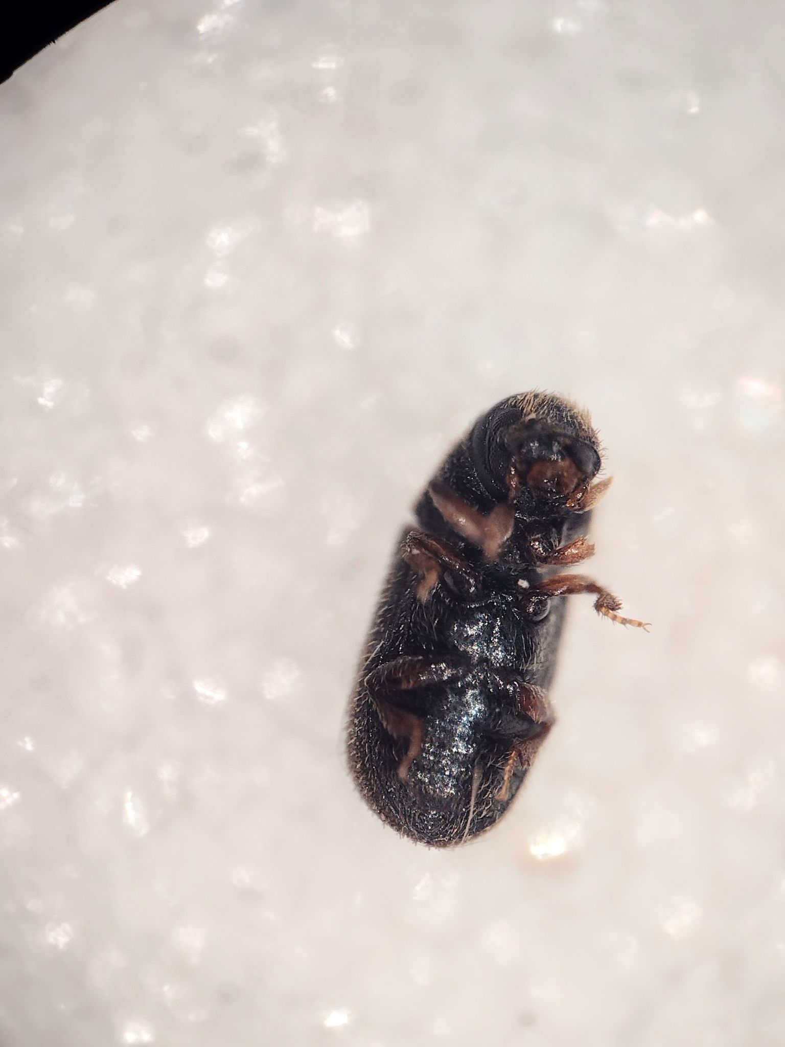 Polygraphus rufipennis