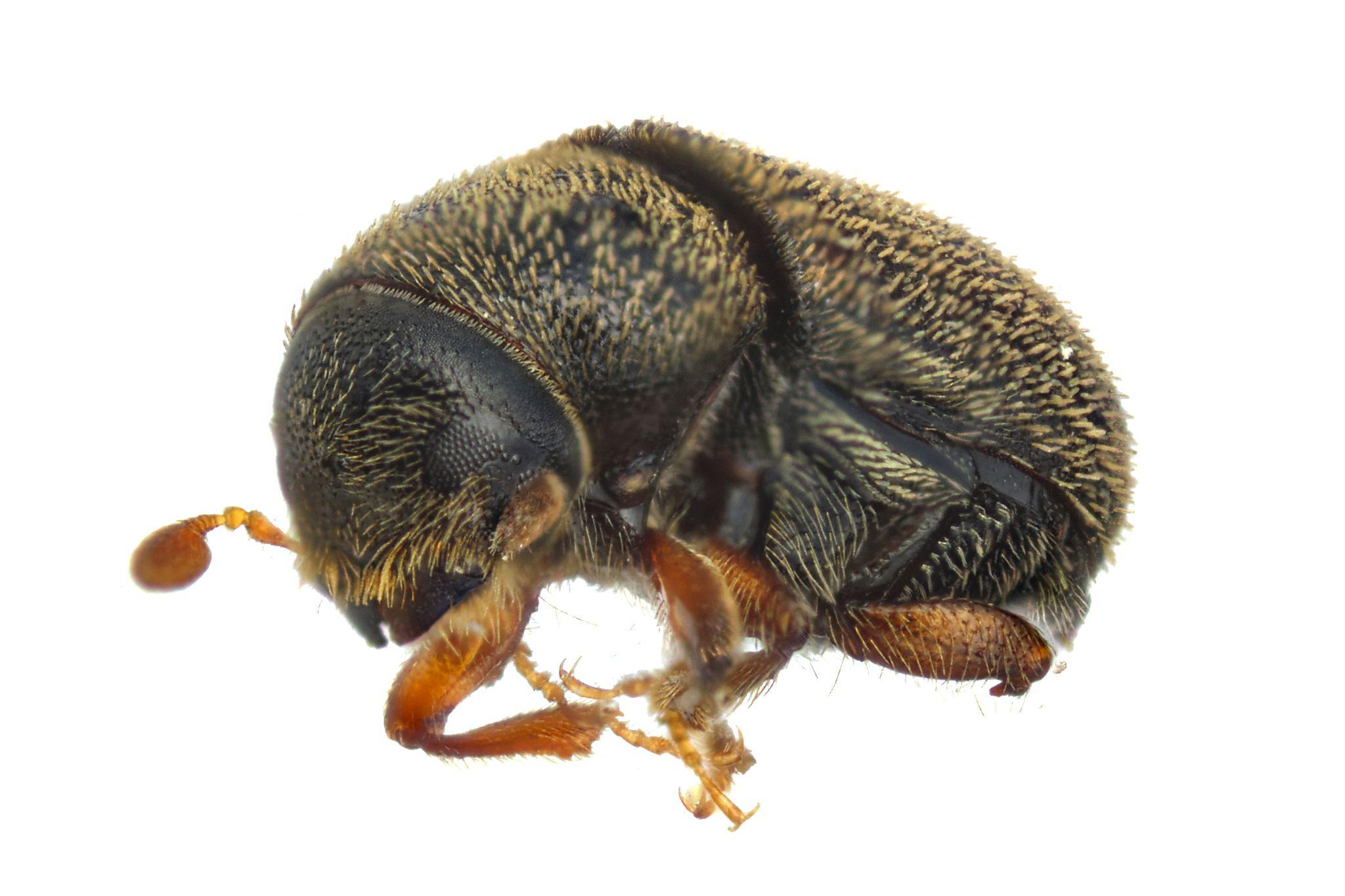 Polygraphus rufipennis