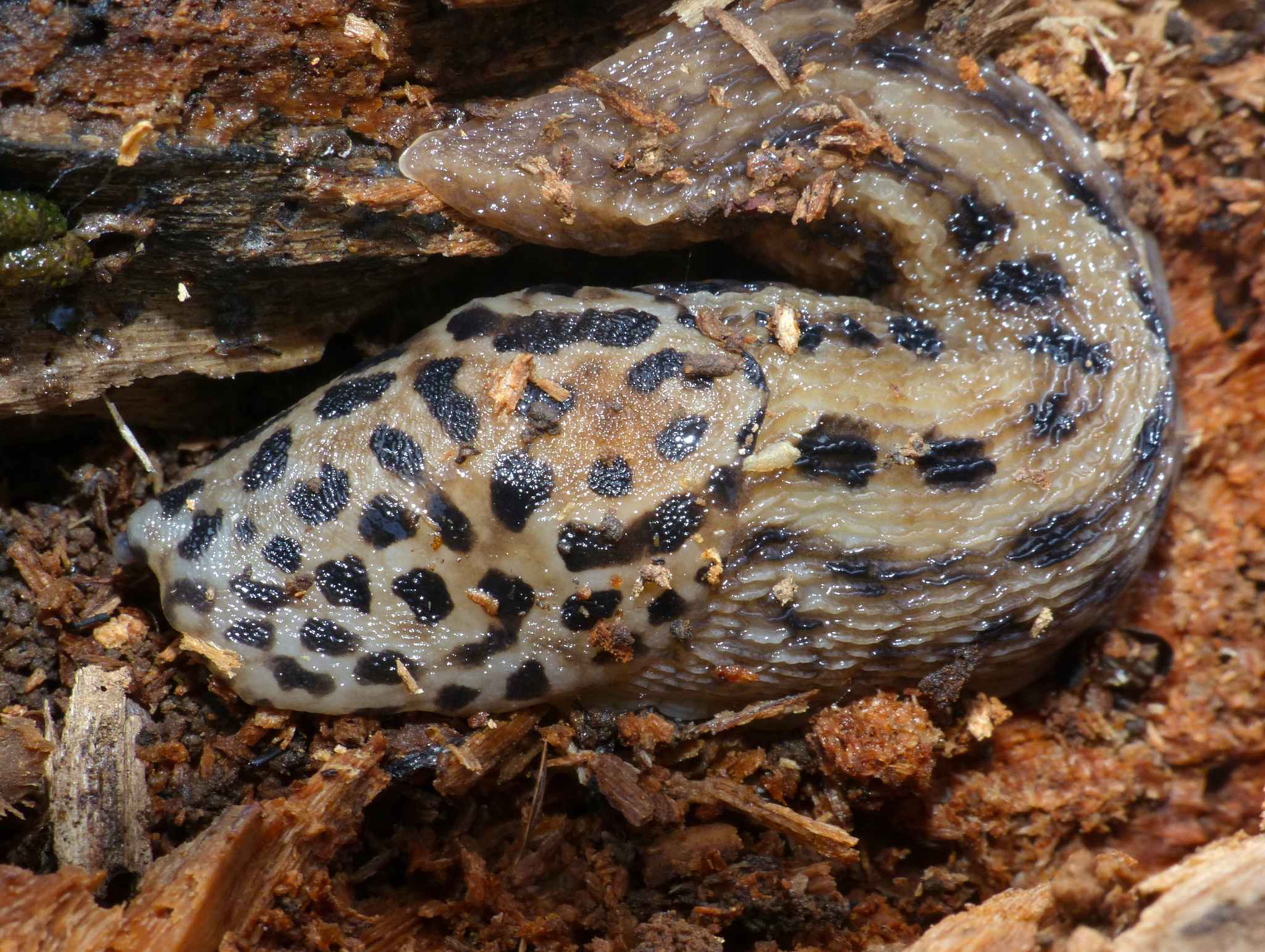 Limax maximus