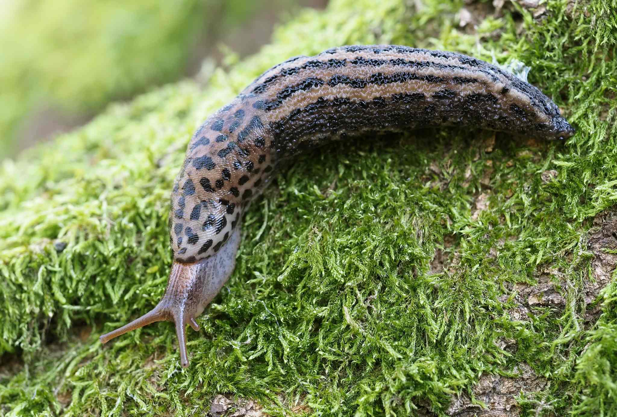 Limax maximus