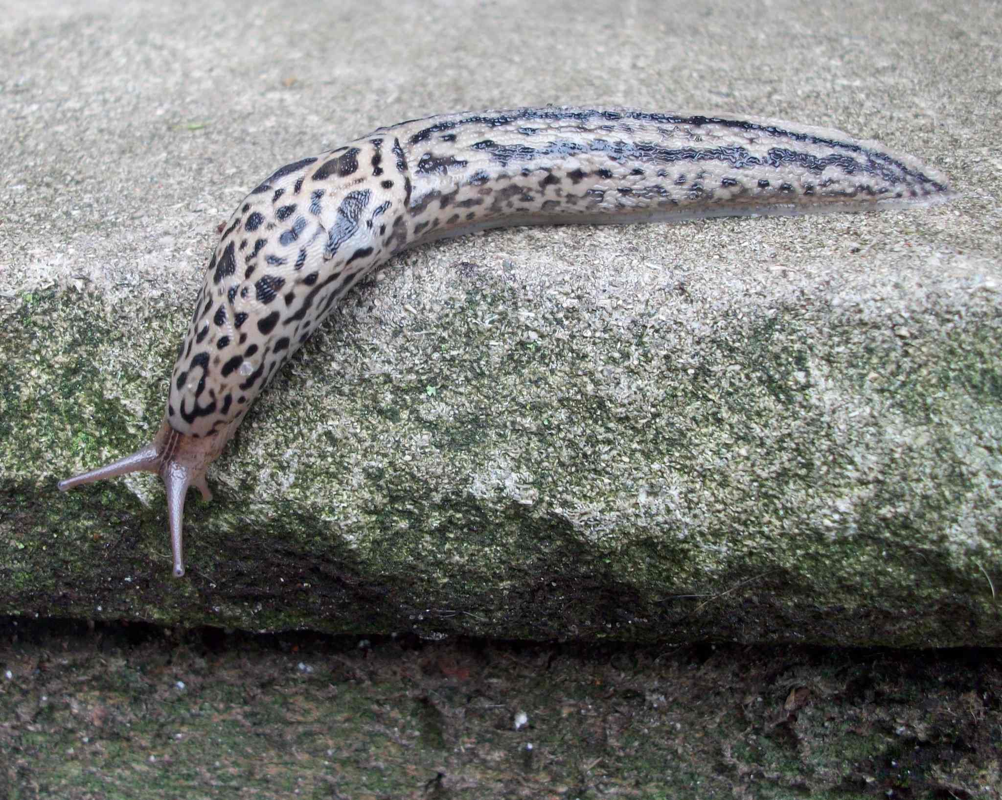 Limax maximus