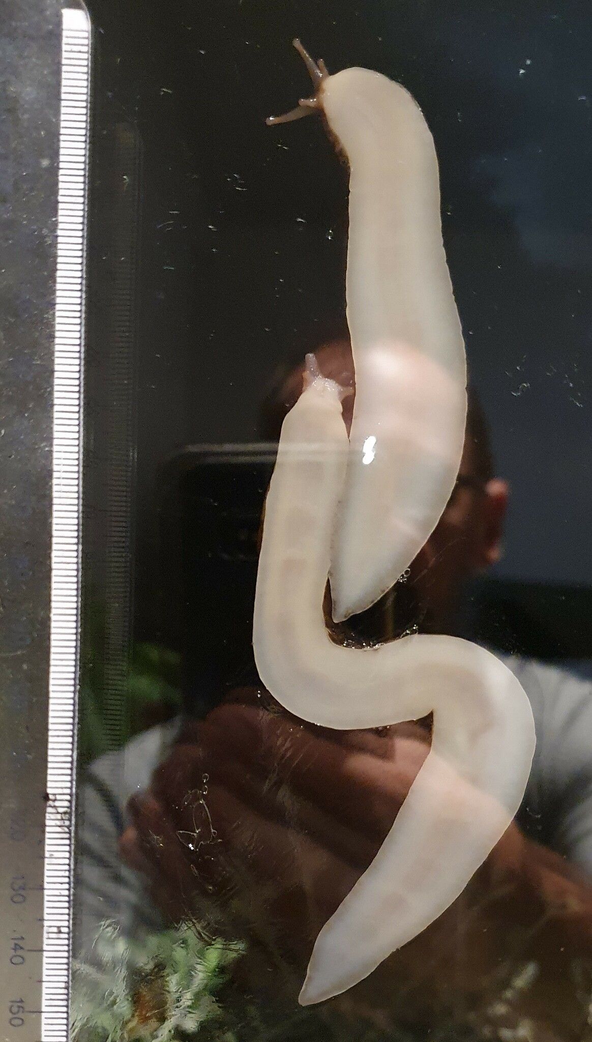 Limax maximus