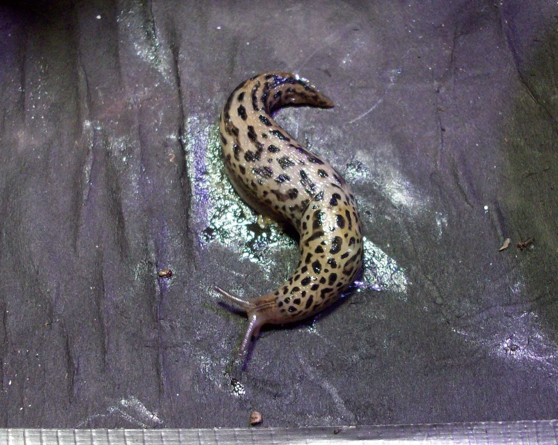 Limax maximus