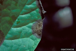Colletotrichum acutatum