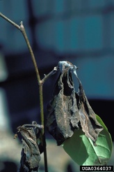 Colletotrichum acutatum