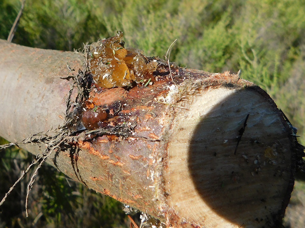Colletotrichum acutatum