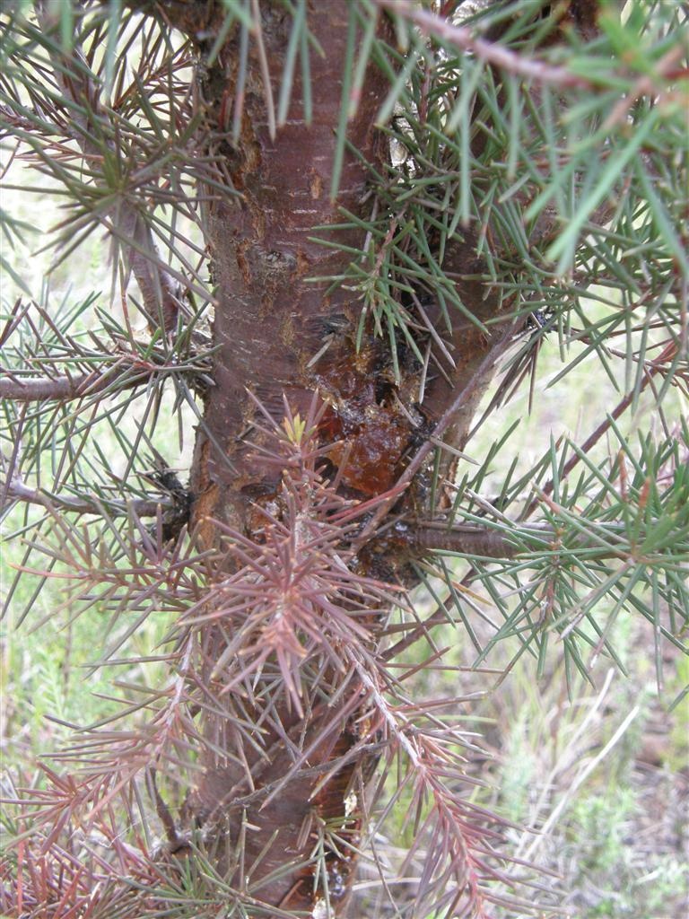 Colletotrichum acutatum