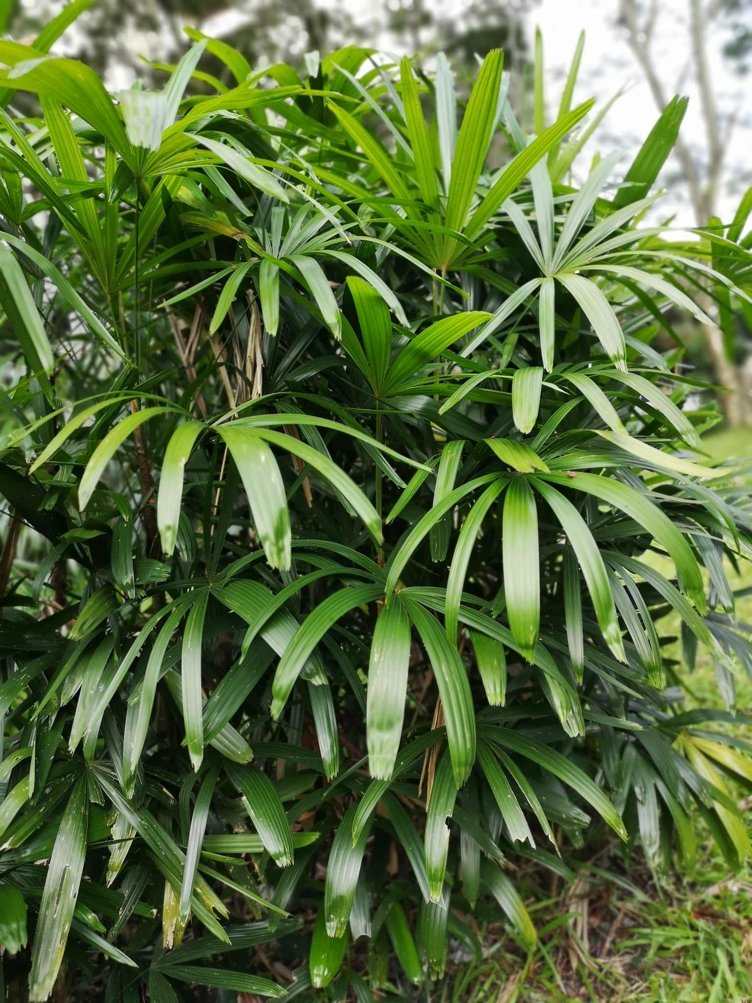 Rhapis excelsa