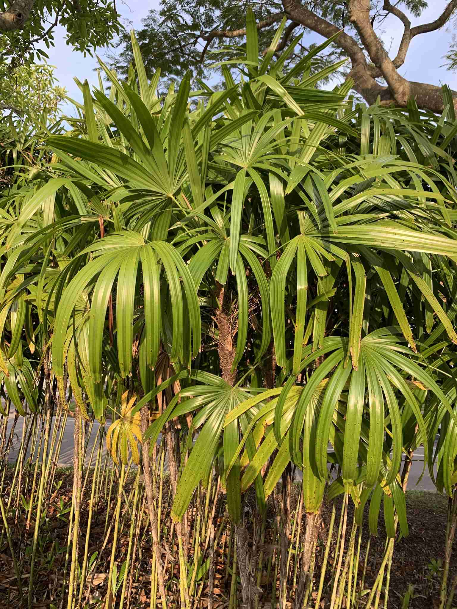 Rhapis excelsa