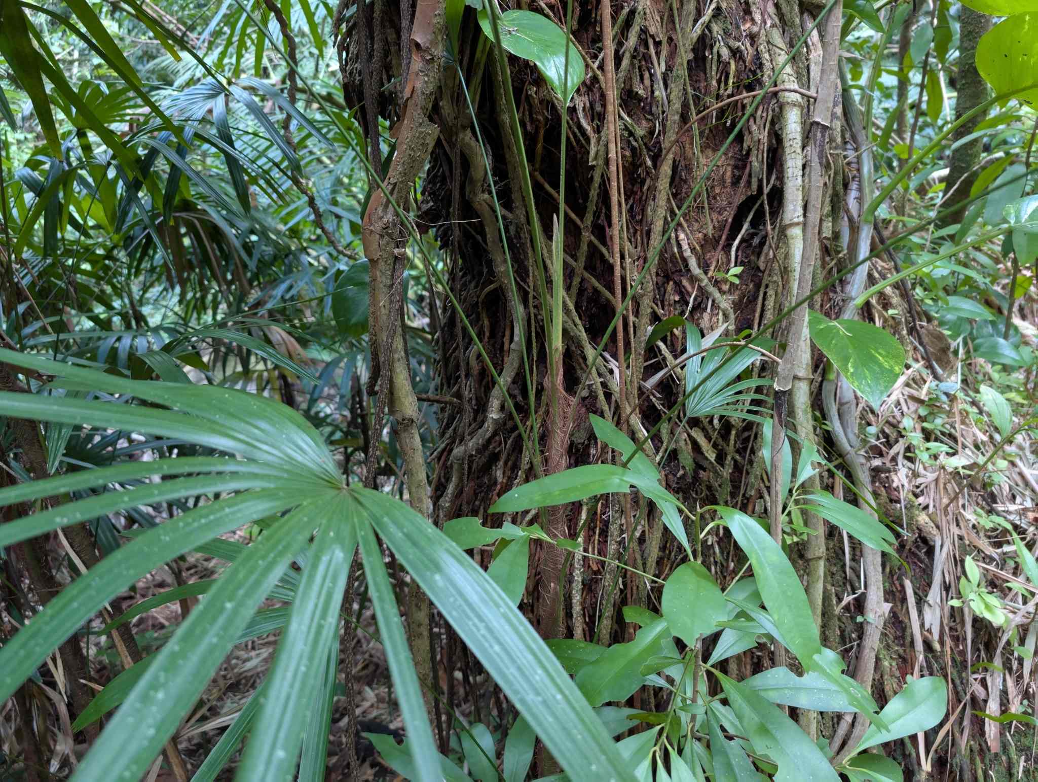 Rhapis excelsa