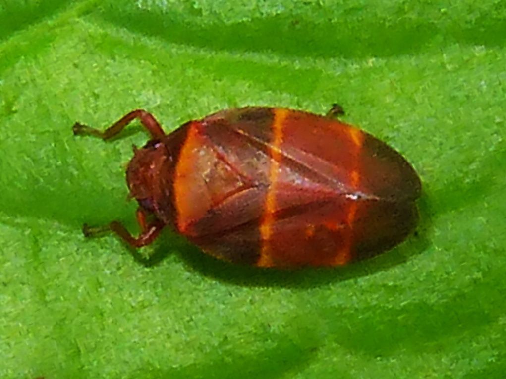 Prosapia simulans