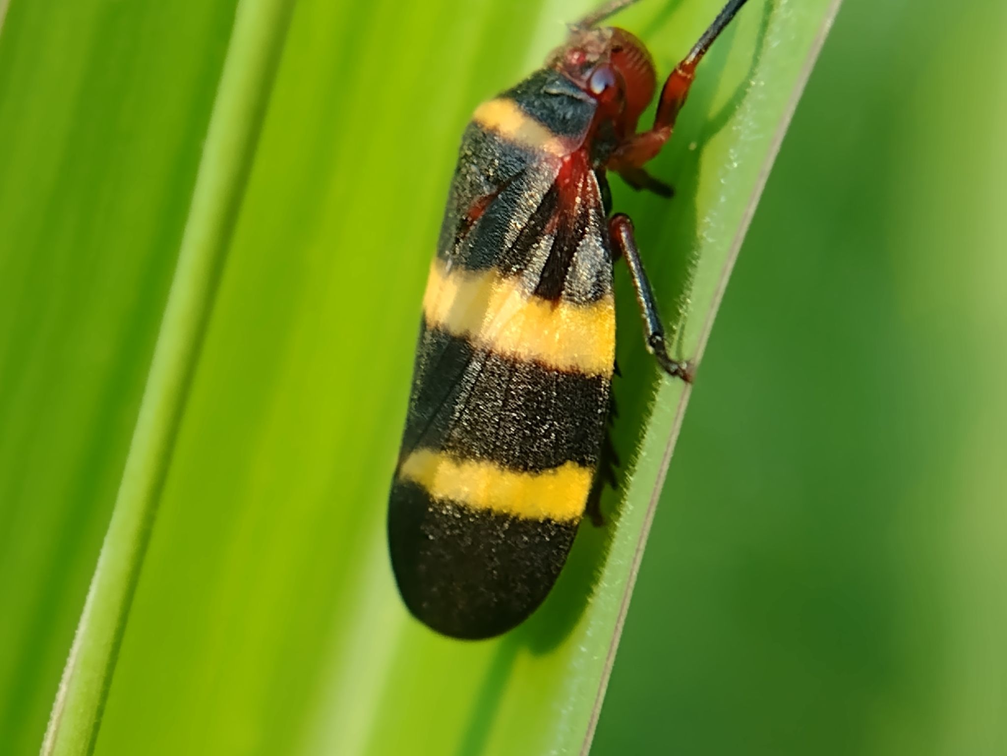 Prosapia simulans