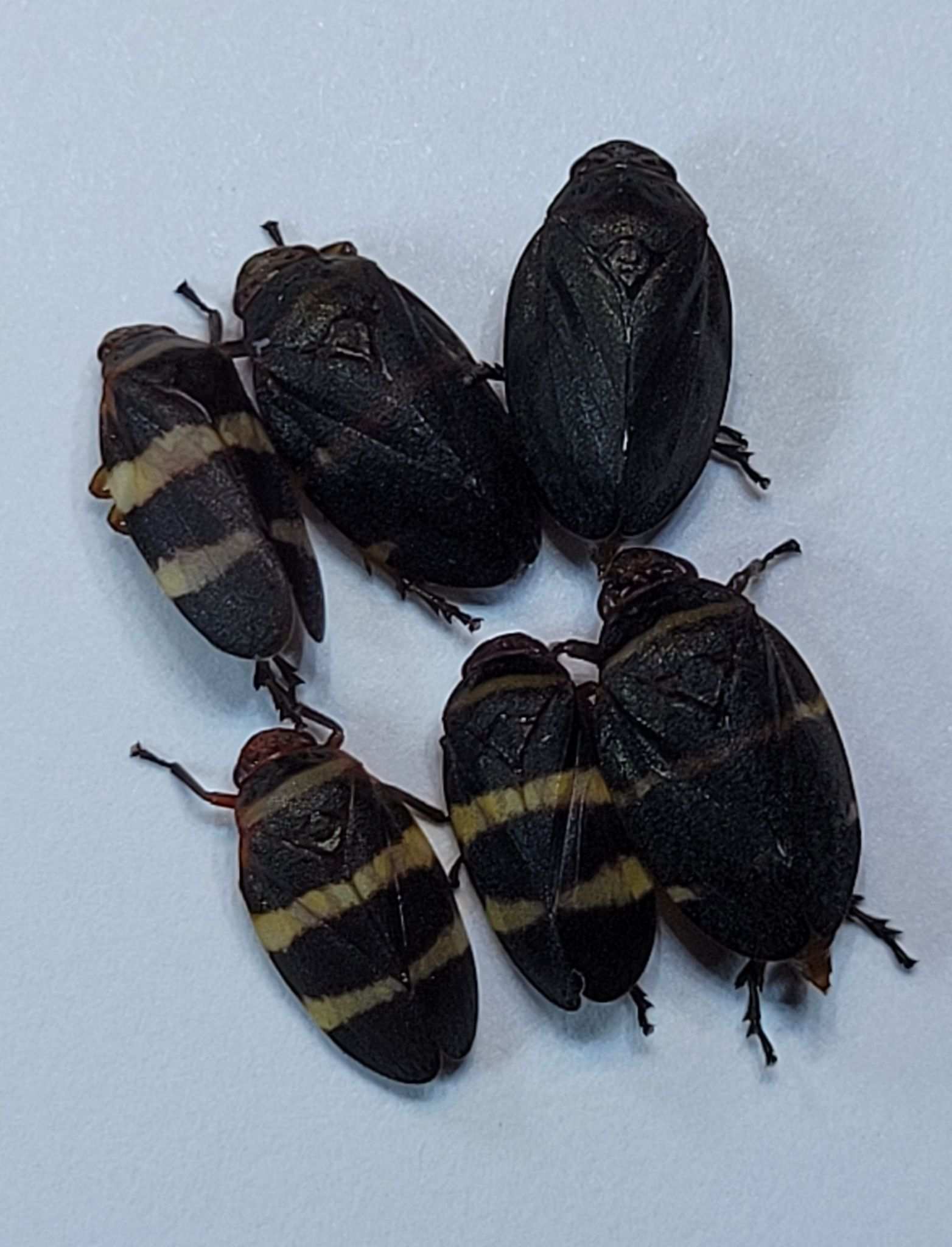 Prosapia simulans