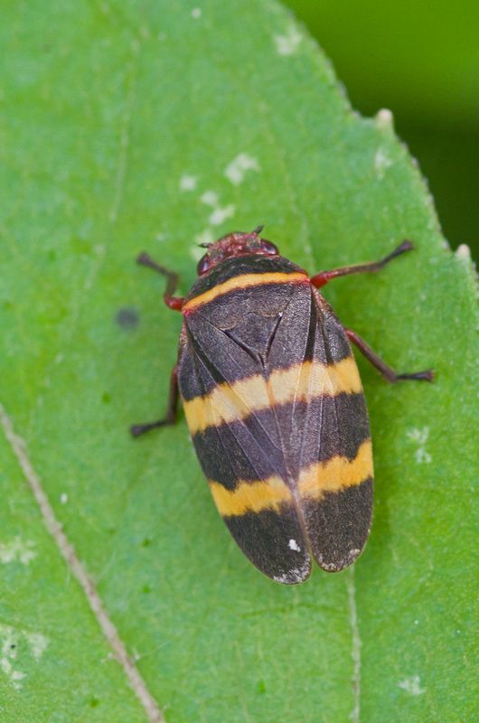 Prosapia simulans