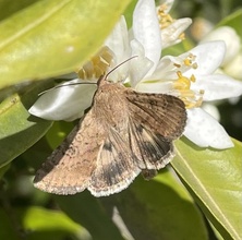 Helicoverpa gelotopoeon