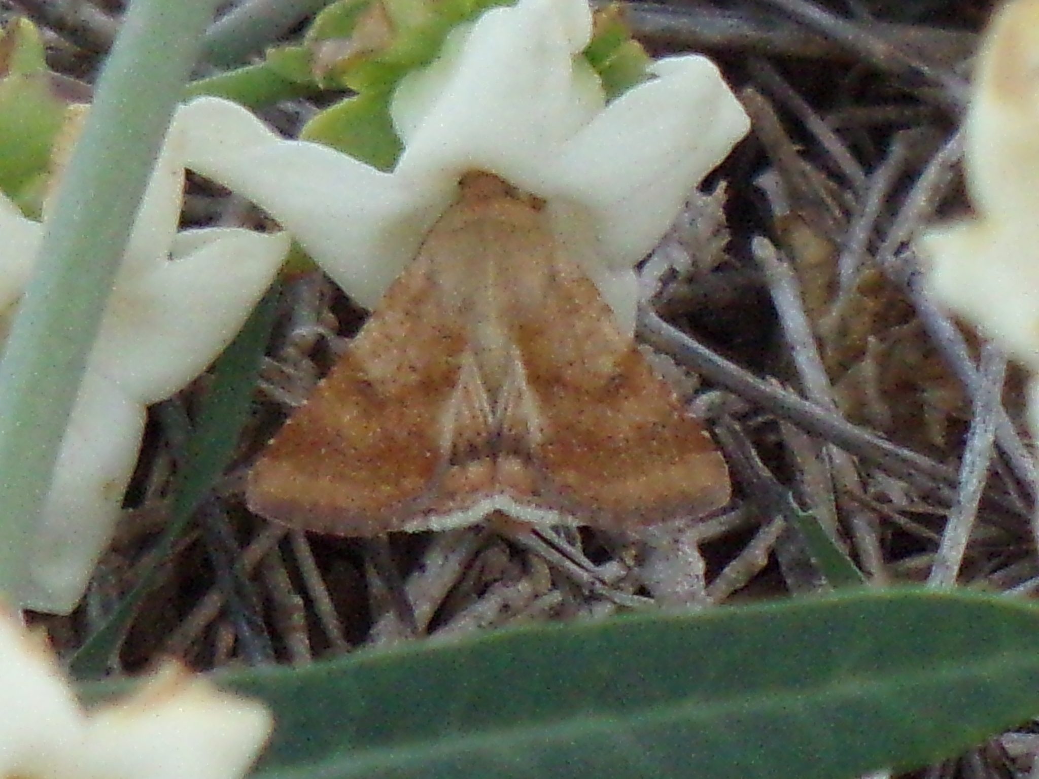 Helicoverpa gelotopoeon