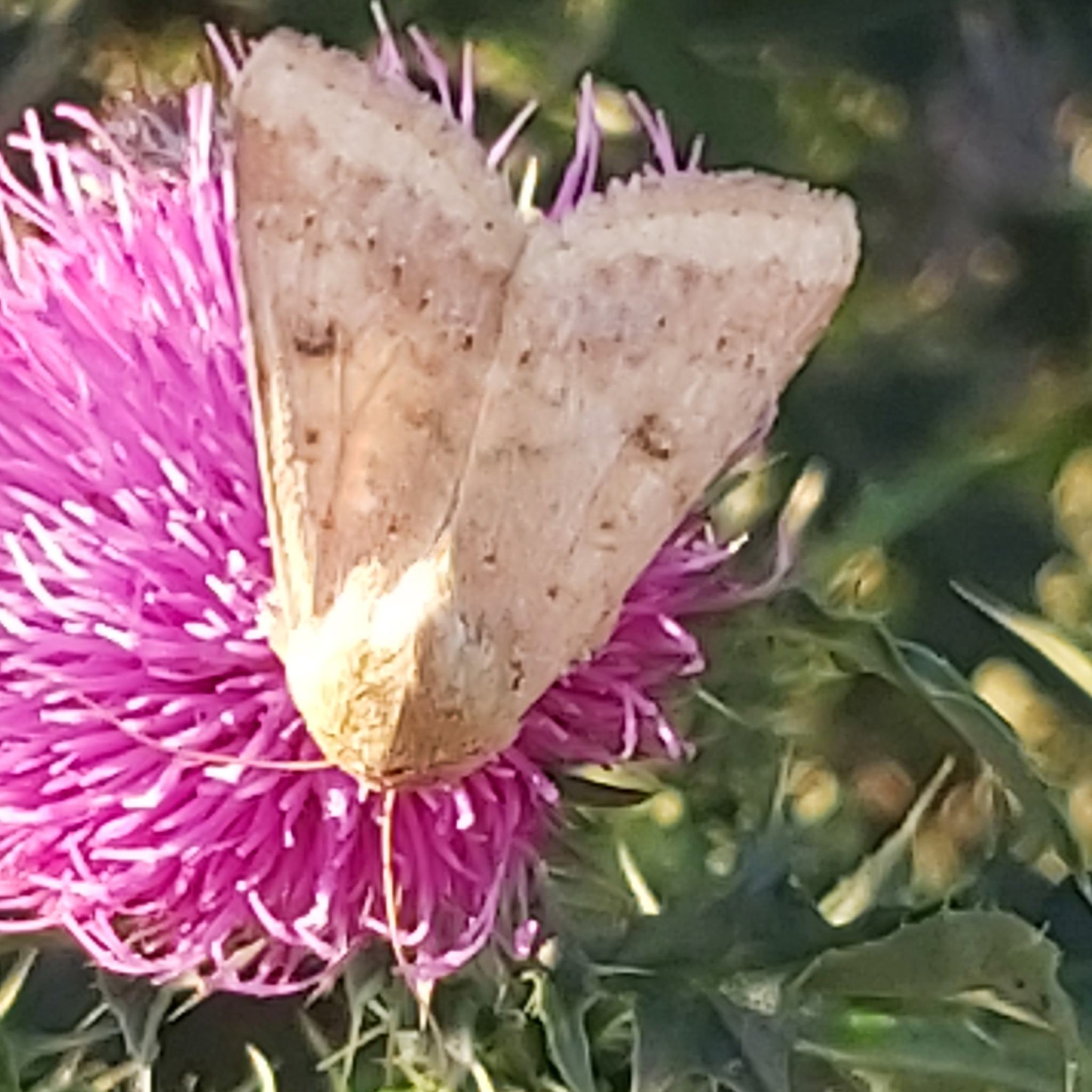 Helicoverpa gelotopoeon