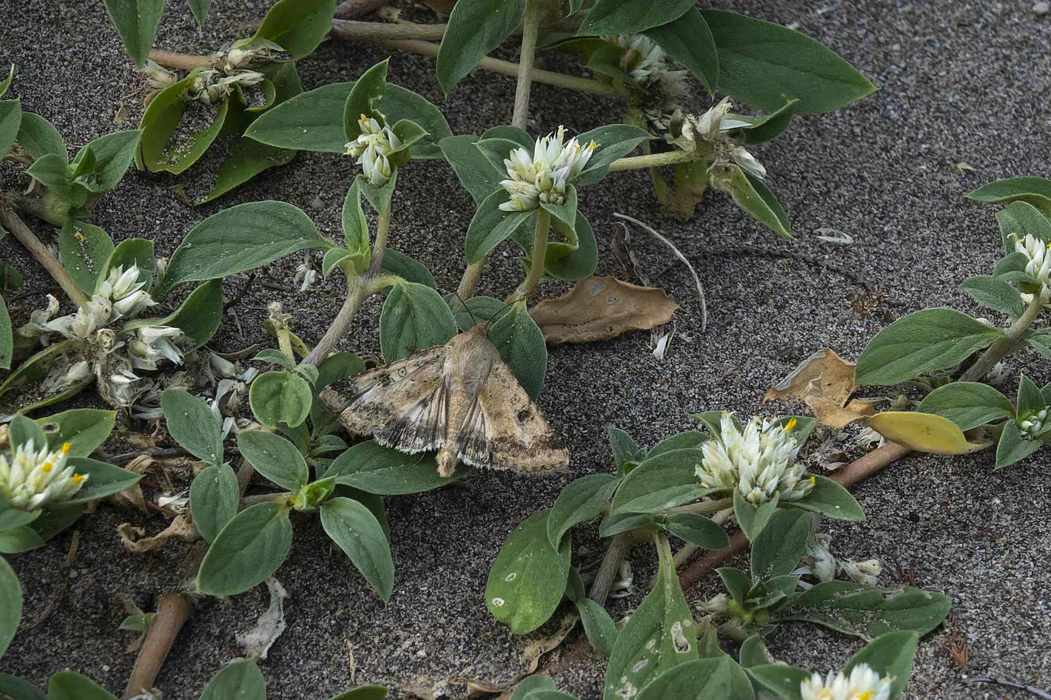 Helicoverpa gelotopoeon