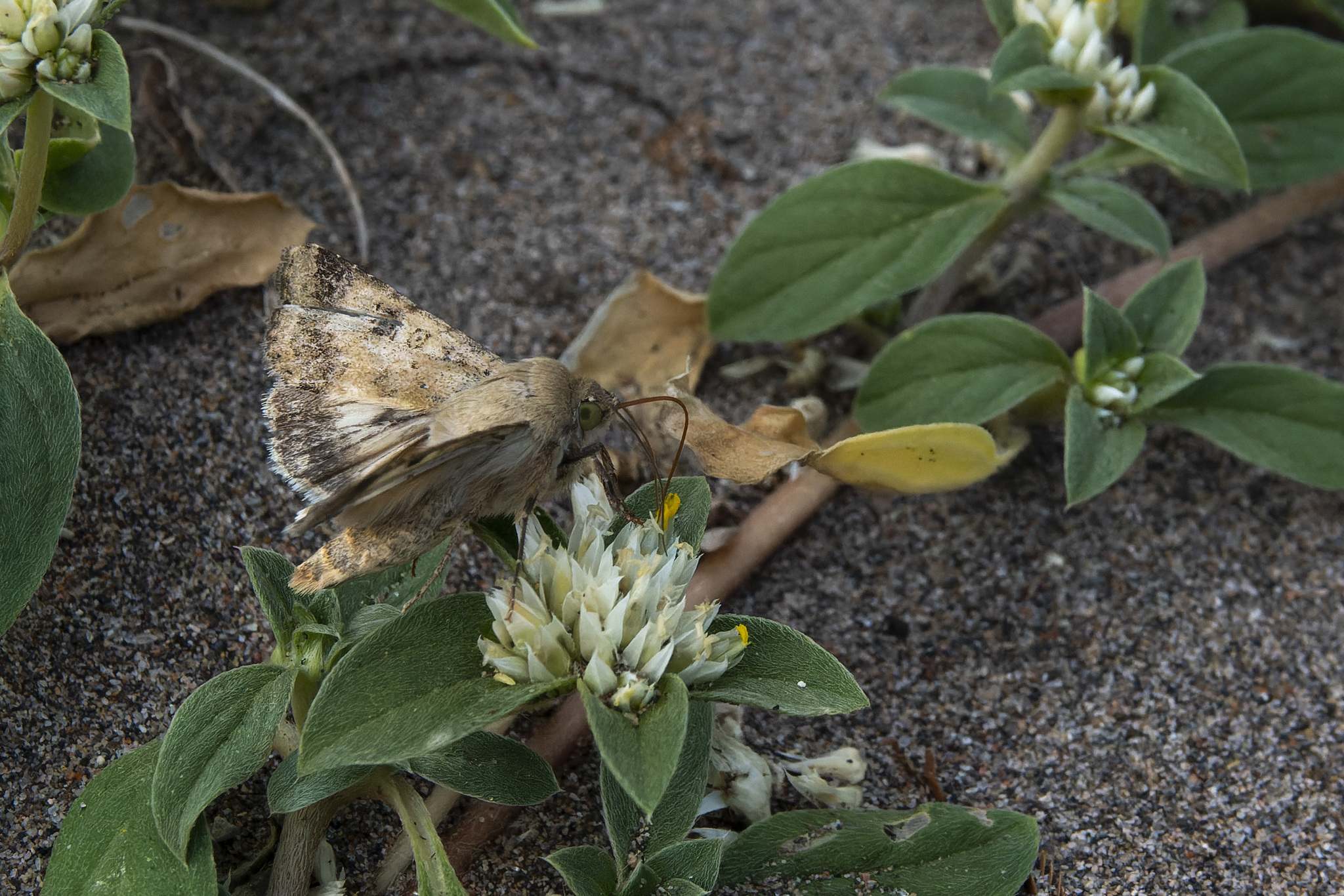 Helicoverpa gelotopoeon