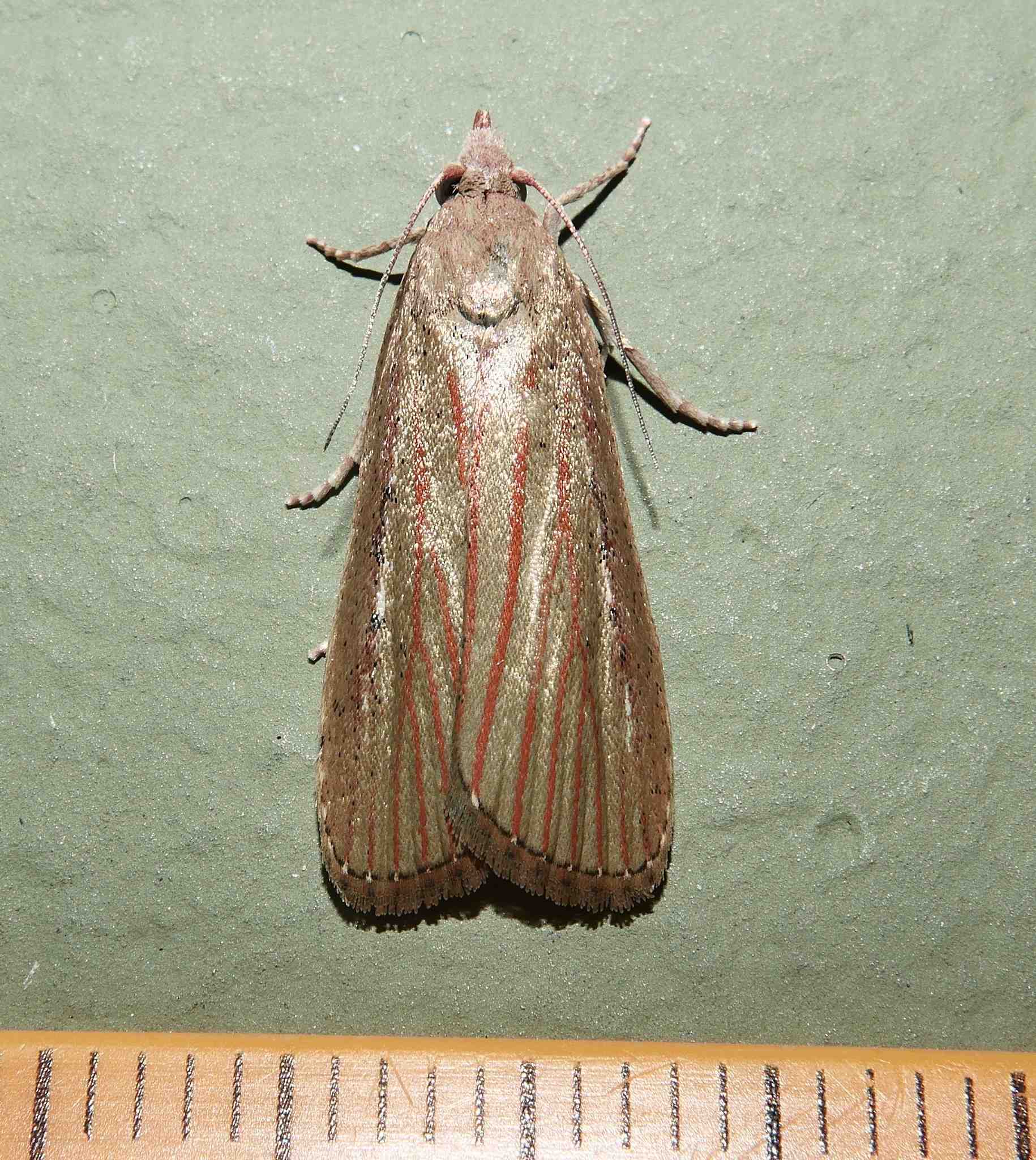 Tirathaba rufivena