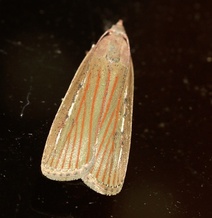 Tirathaba rufivena