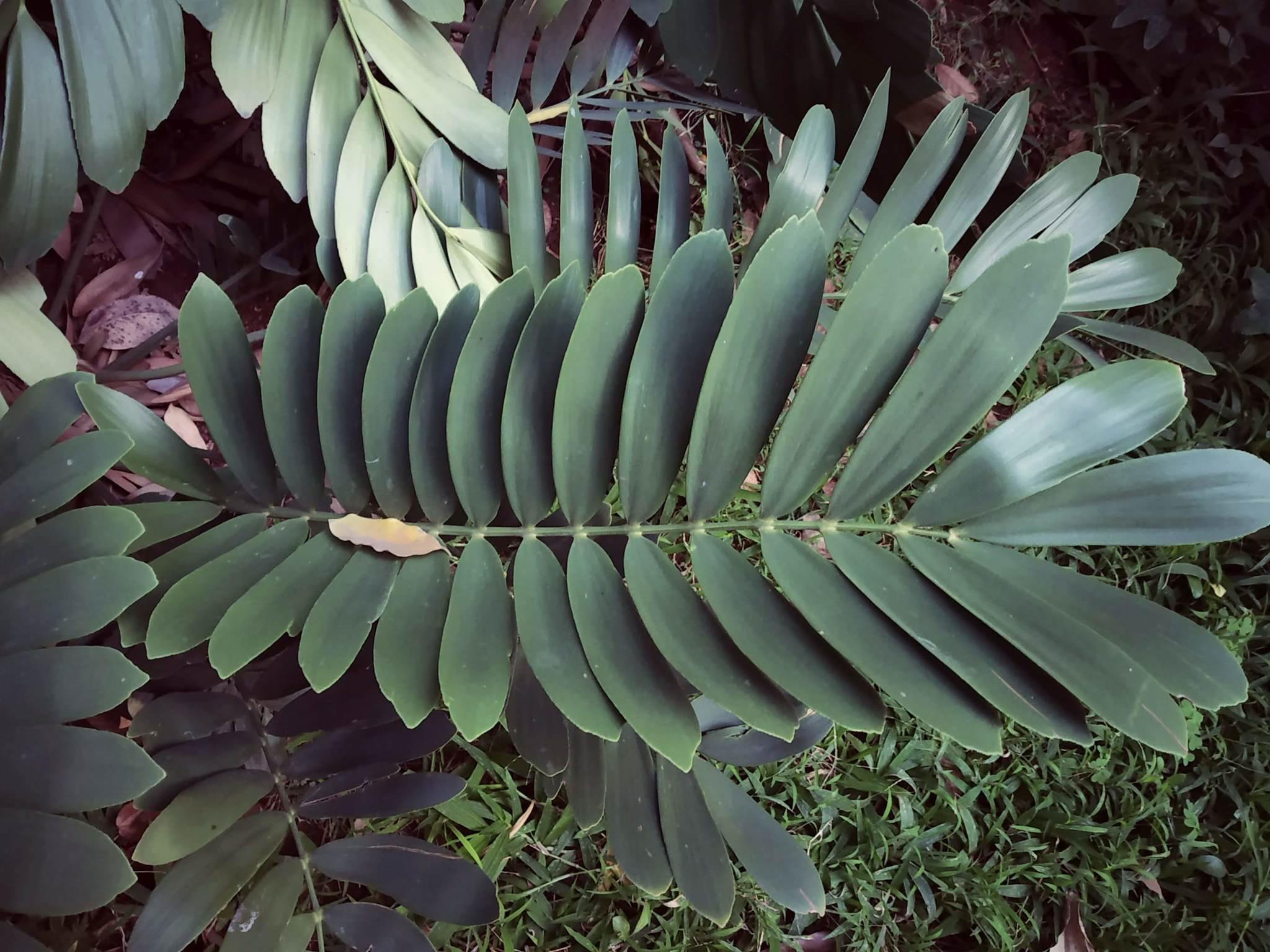 Zamia furfuracea
