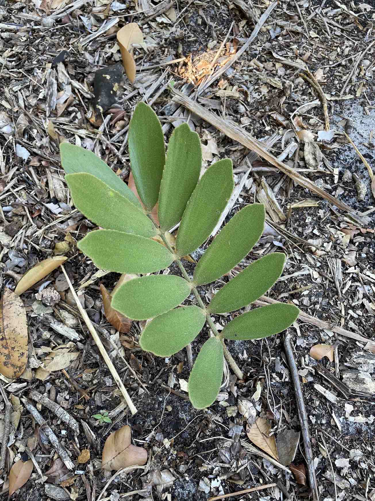 Zamia furfuracea