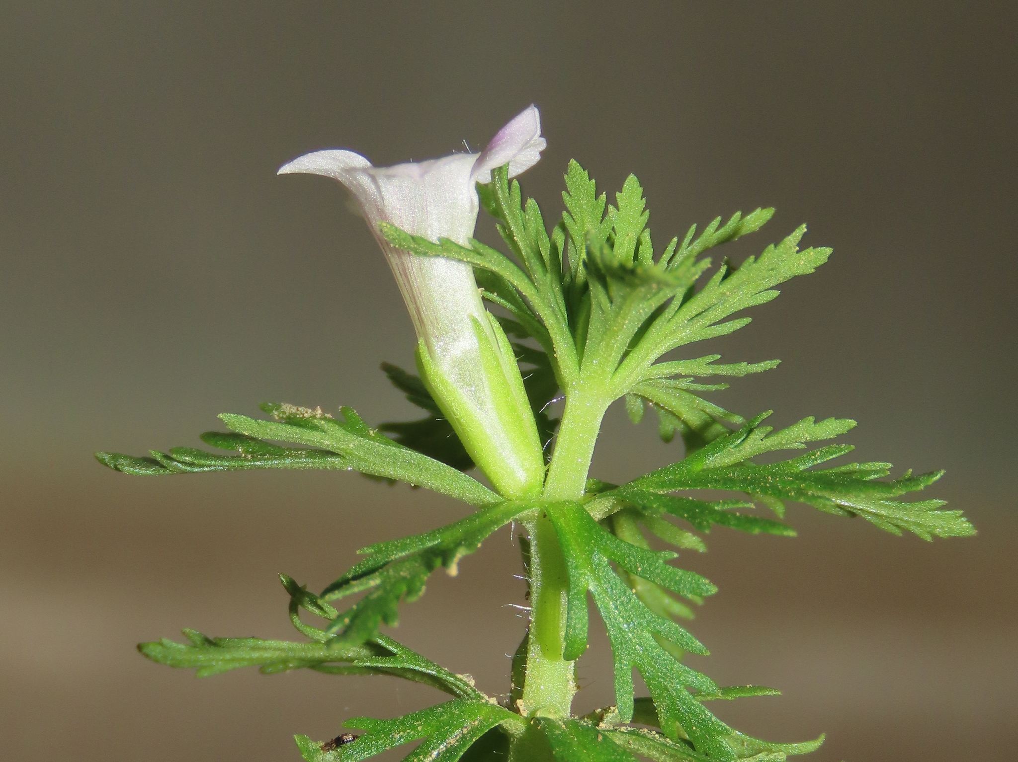 Limnophila sessiliflora