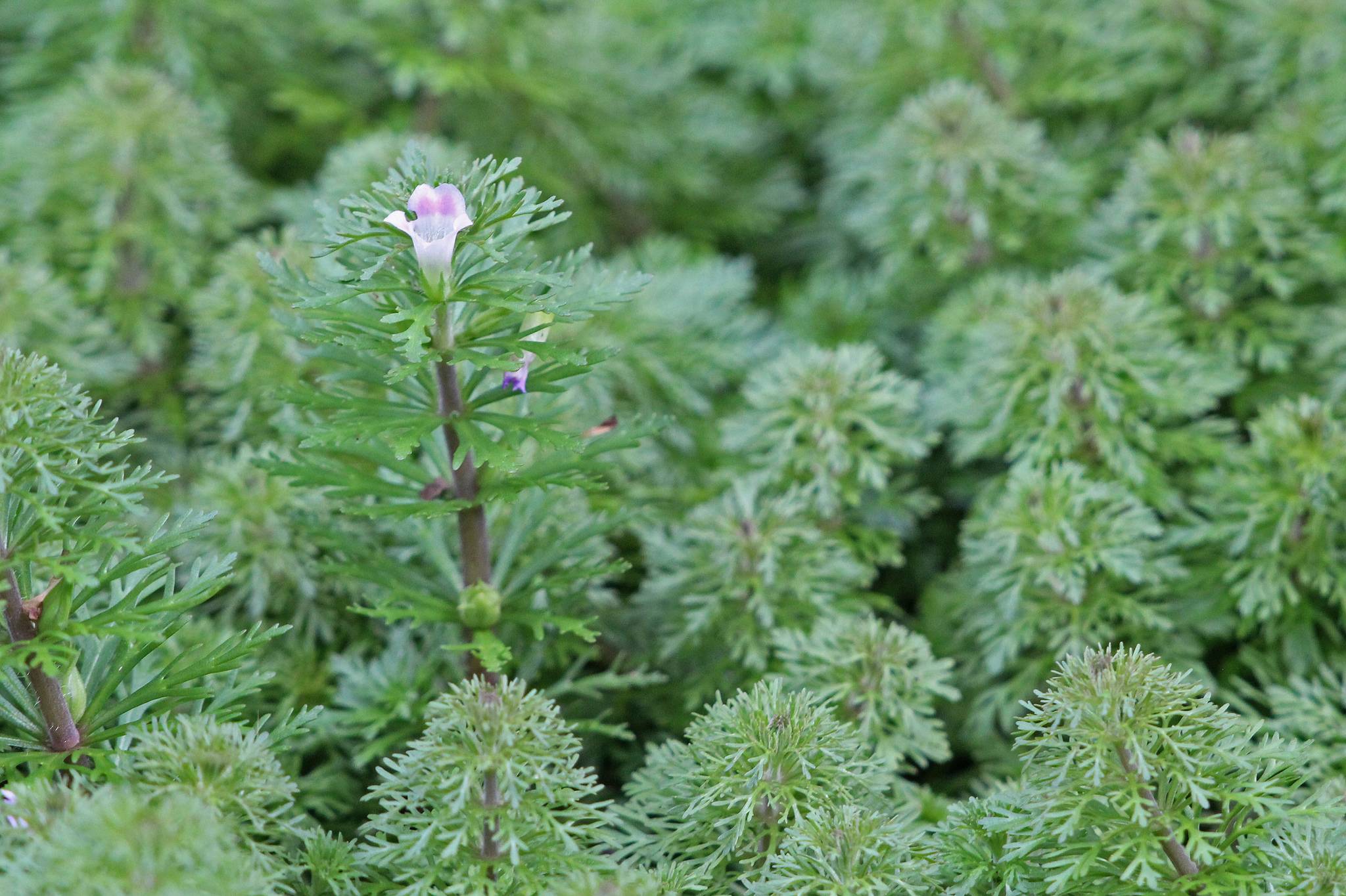 Limnophila sessiliflora