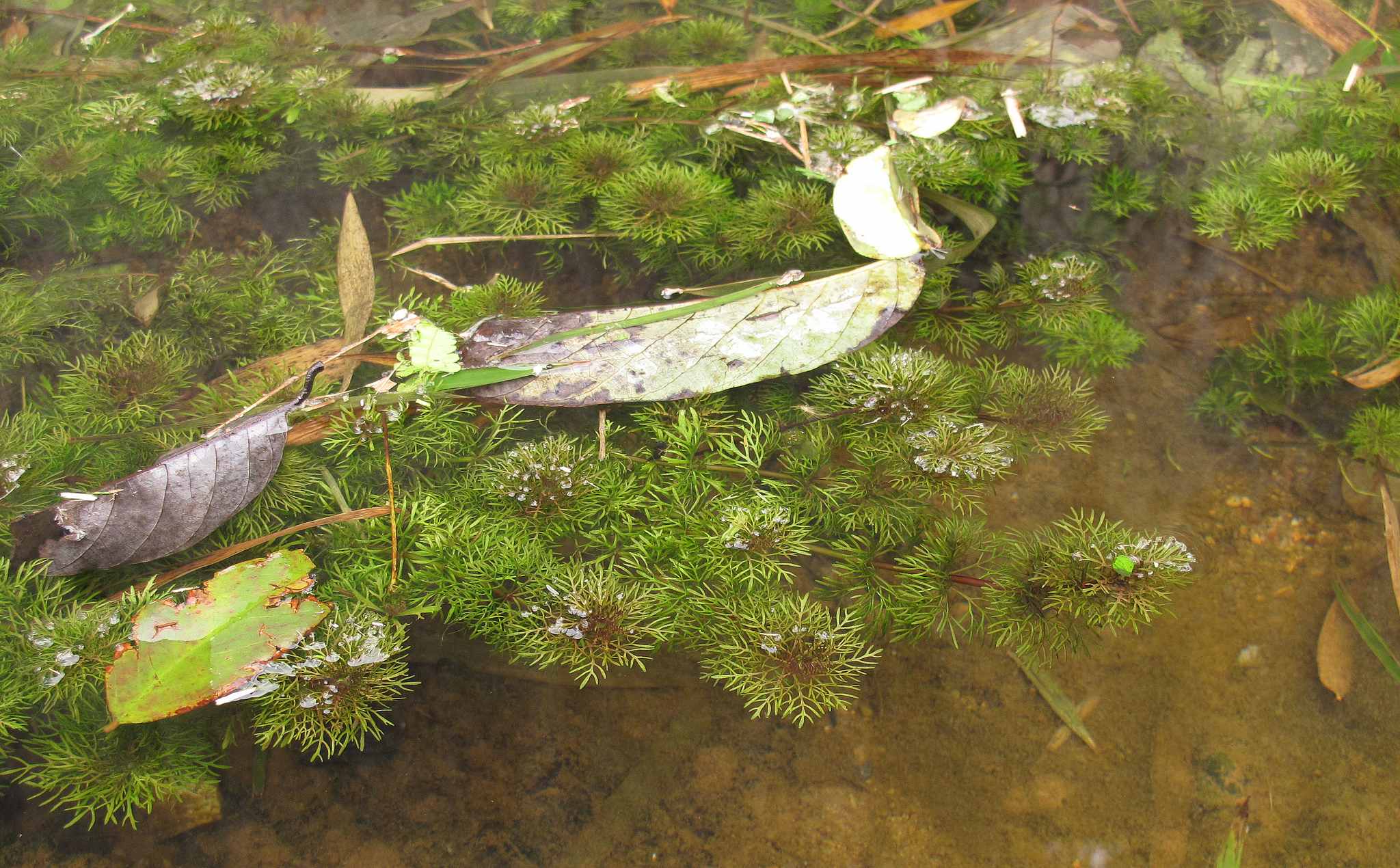 Limnophila sessiliflora