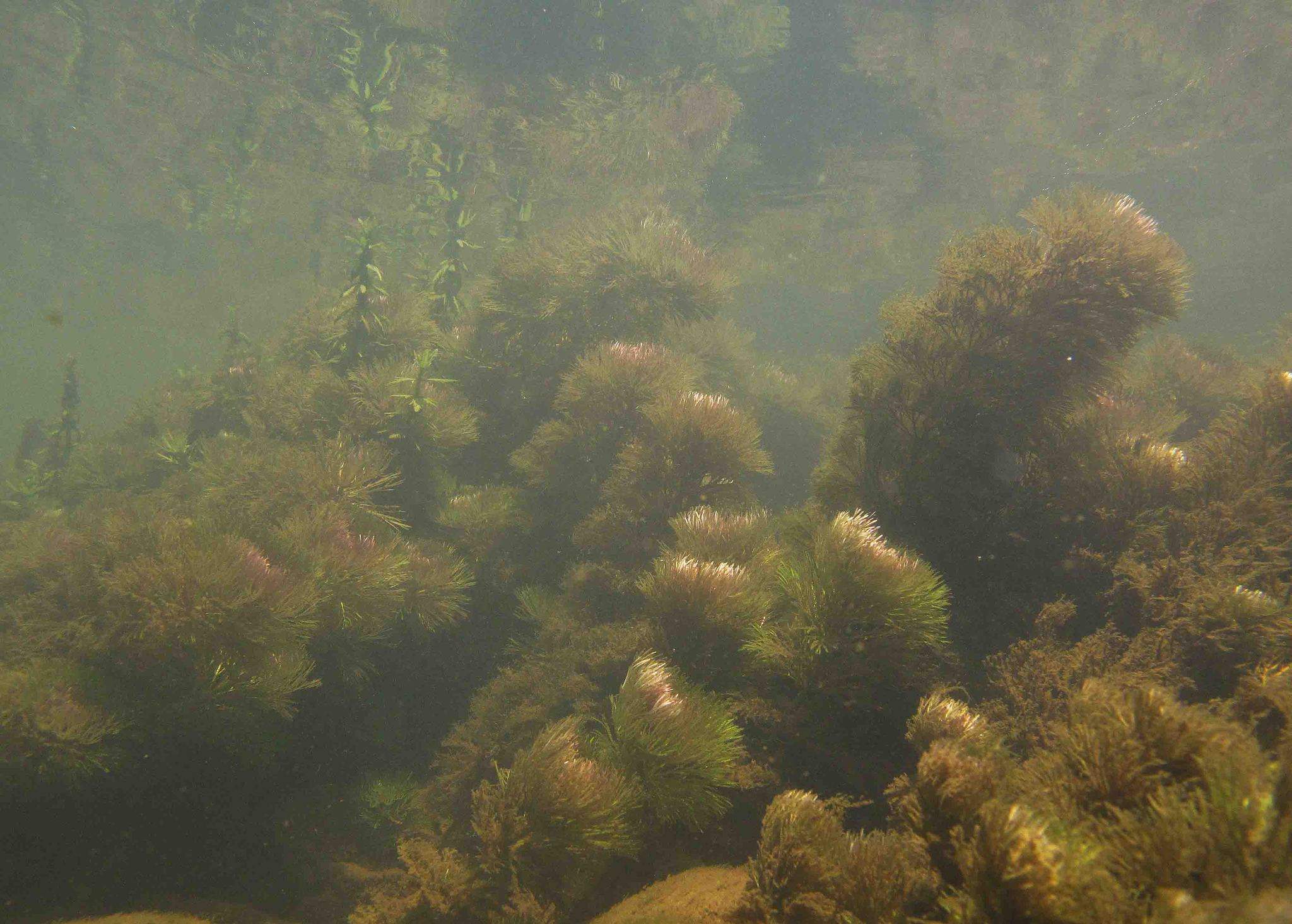 Limnophila sessiliflora