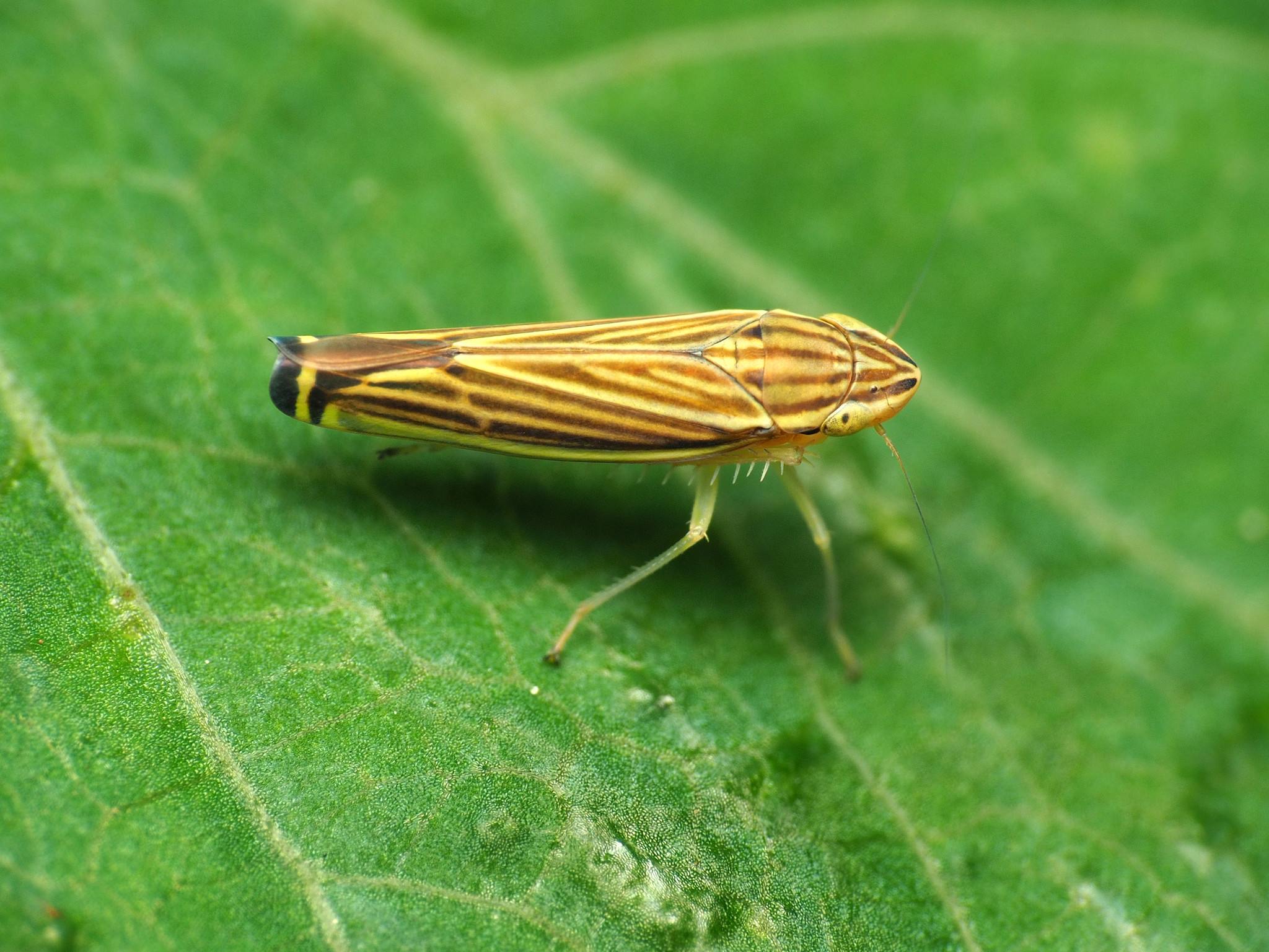 Sibovia
