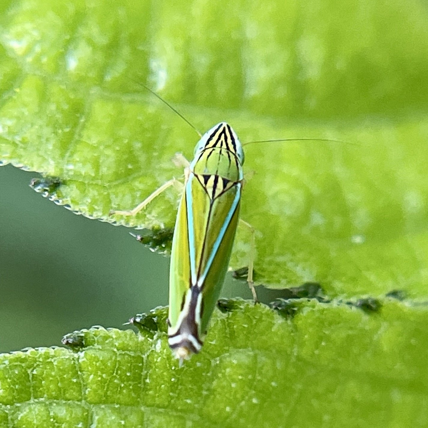 Sibovia