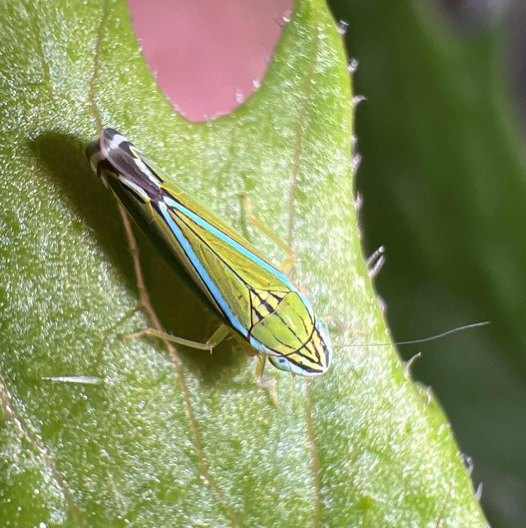 Sibovia