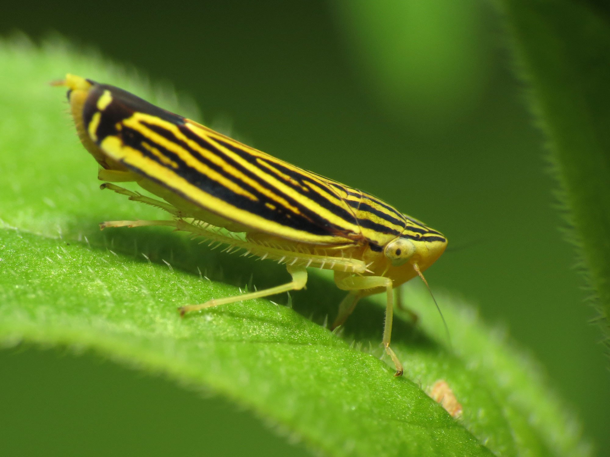 Sibovia