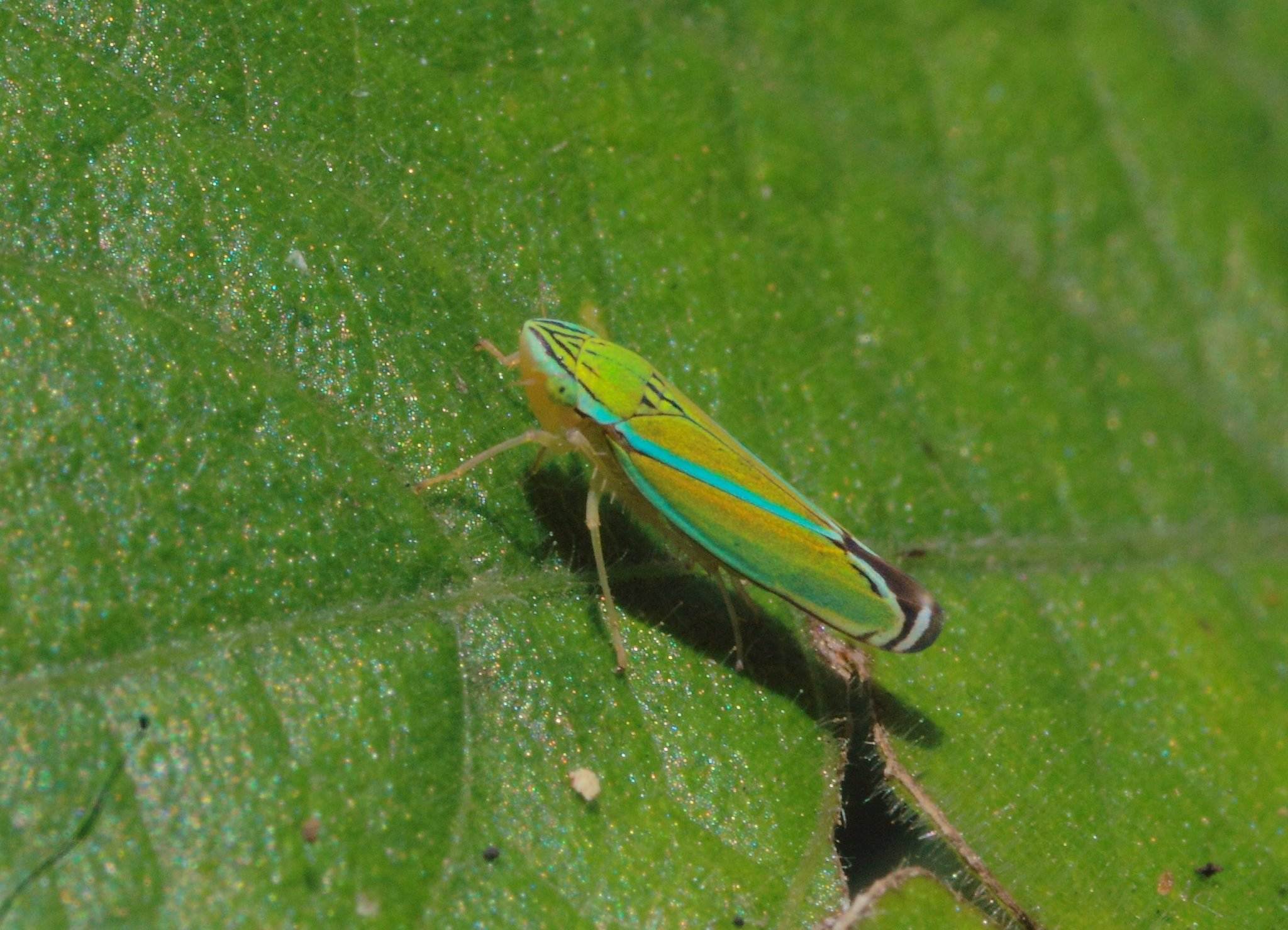 Sibovia