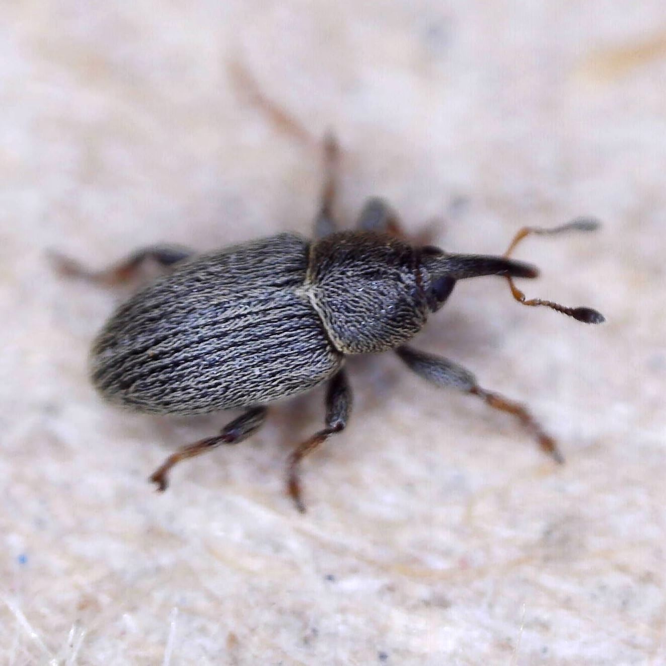 Tychius