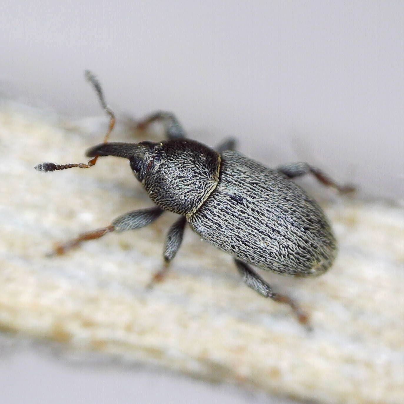Tychius