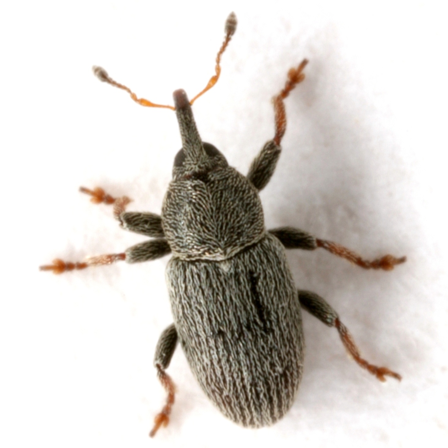 Tychius