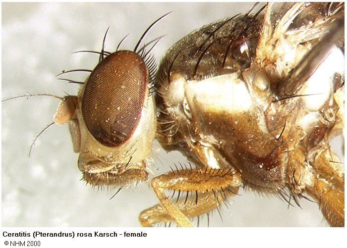 Ceratitis rosa