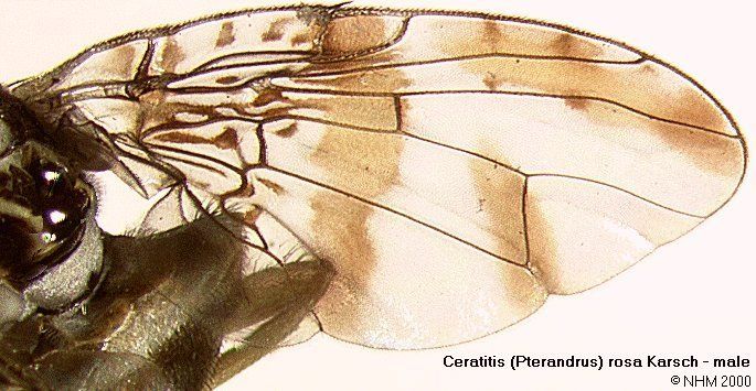 Ceratitis rosa