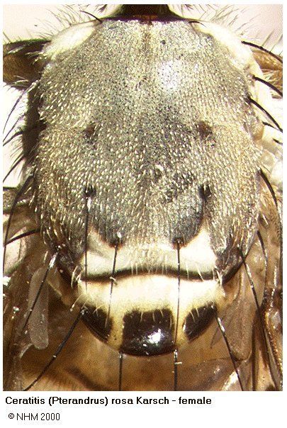 Ceratitis rosa