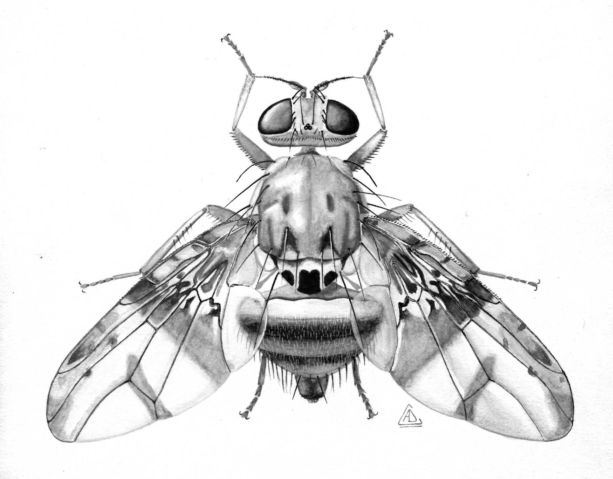 Ceratitis rosa
